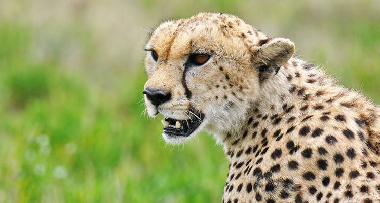 Close-up van een jachtluipaard met een wazige groene achtergrond.