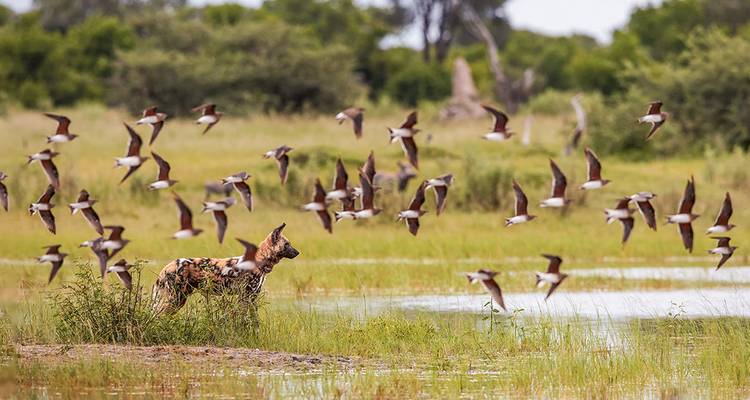 Un lycaon africain se tient en alerte dans les zones humides tandis qu'un vol d'oiseaux prend son envol autour de lui.