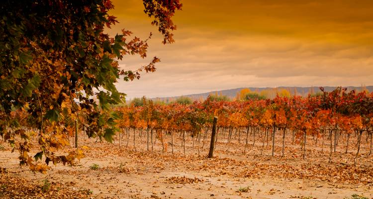 Herbstlicher Weinberg mit bunten Blättern.