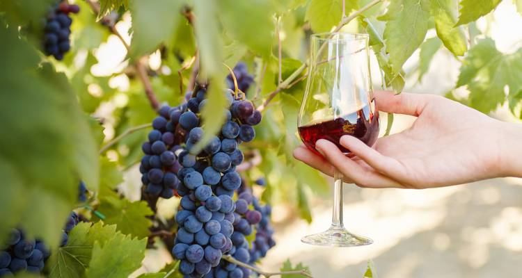 Hand hält Weinglas in der Nähe von Weinreben.