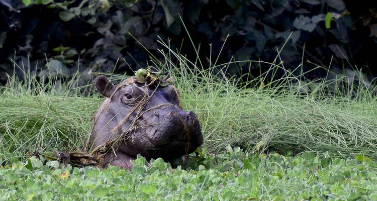 Gros plan d'un hippopotame avec du feuillage.
