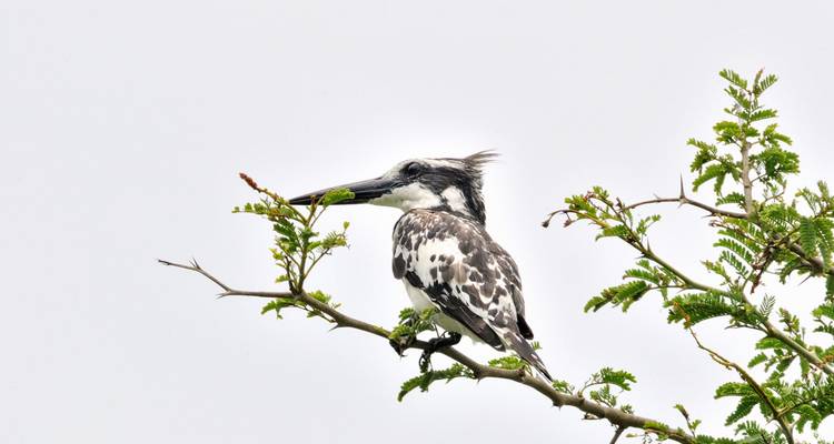 Oiseau perché sur une branche contre un ciel nuageux.