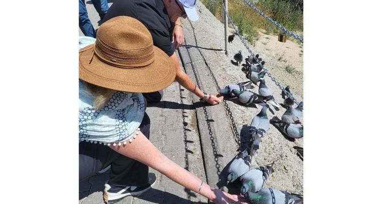 Personas alimentando palomas cerca de una valla de cadena.