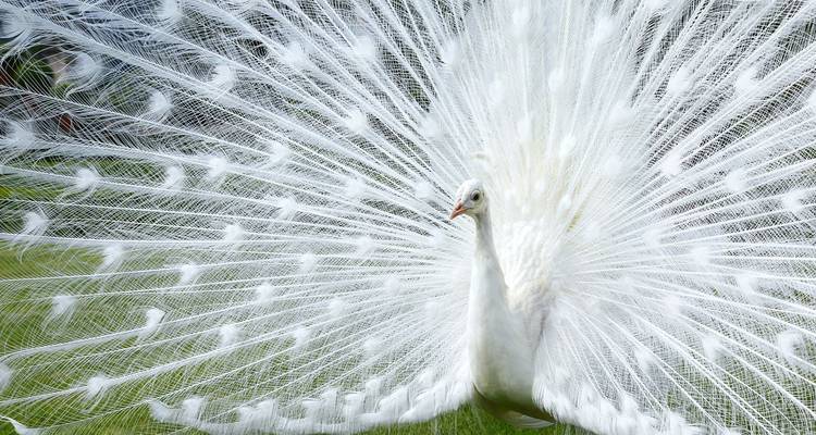 El elegante pavo real blanco despliega un abanico completo de plumas delicadas sobre el pasto verde