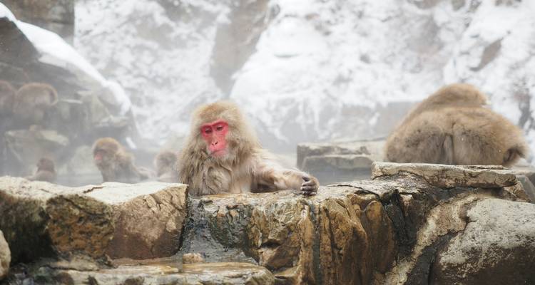 Des macaques japonais se détendant dans une source chaude au milieu de rochers enneigés.