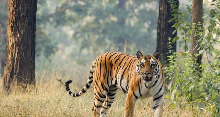 Een tijger in een bosomgeving die majesteitelijk vooruit kijkt.