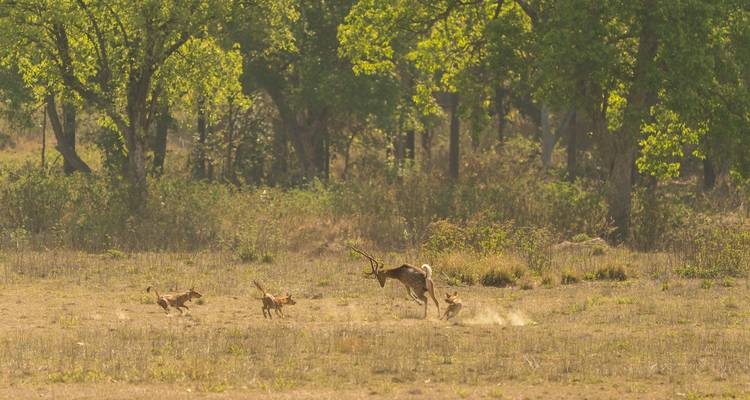Een groep herten die door het bos rent, achtervolgd door wilde honden.