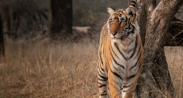 Ein Tiger, der in einem Wald läuft.