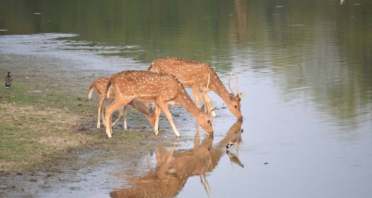 Drie herten die water drinken bij een klein meer.