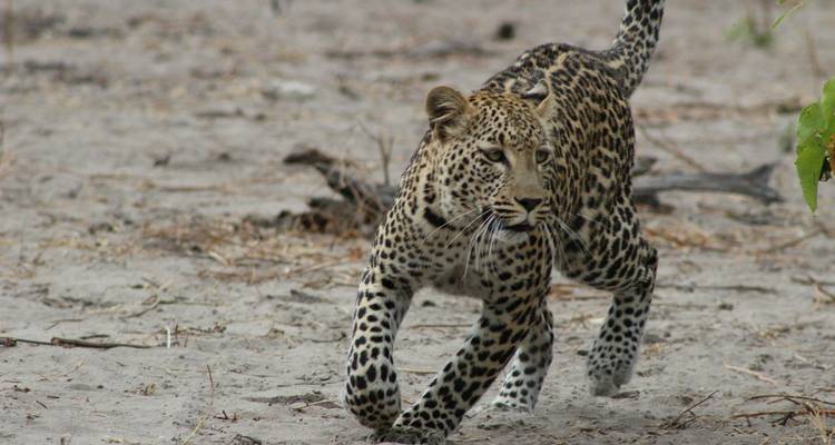 Un leopardo corriendo sobre terreno arenoso.