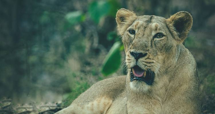 Una leona descansando con una expresión tranquila.