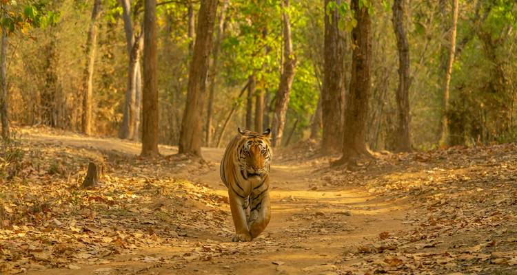 Un tigre caminando por un sendero del bosque.
