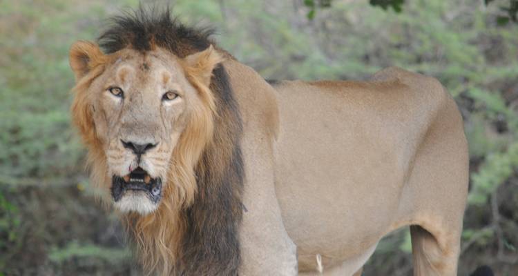 Un león parado mirando a la cámara.