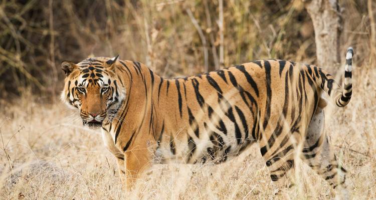 Un tigre parado en hierba seca, mirando hacia atrás.