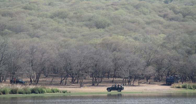 Un bosque con jeeps estacionados junto a un lago.
