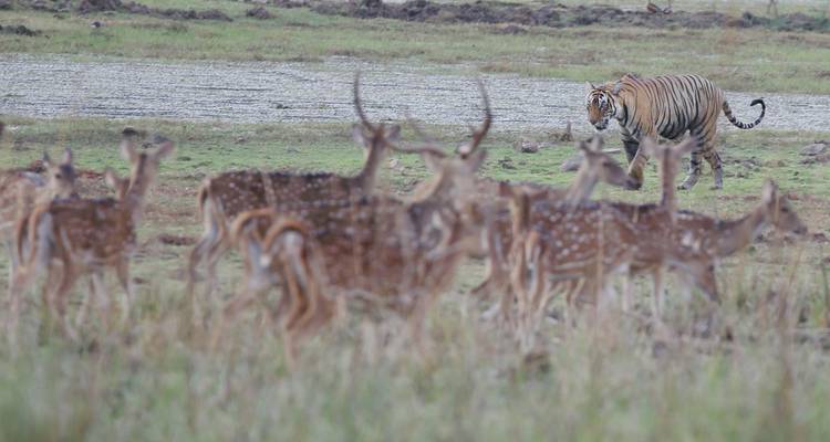 Un tigre rodeado de ciervos en un campo de hierba.