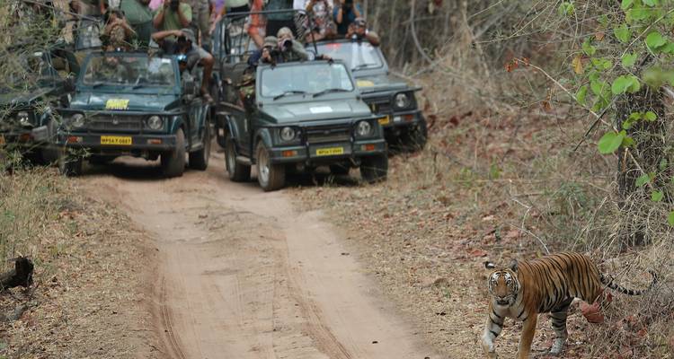 Un tigre caminando por un sendero de tierra, observado por turistas en jeeps.
