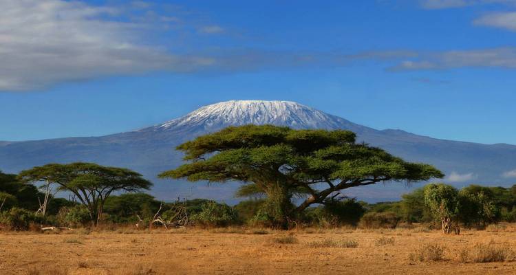 El Monte Kilimanjaro con su cima nevada domina el horizonte sobre una sabana seca salpicada de acacias paragüero.