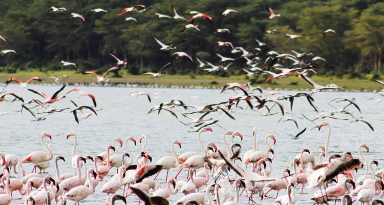 Una gran bandada de flamencos vadando en un lago mientras muchas aves despegan sobre el agua.