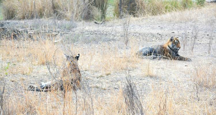 Two tigers lying in a dry grassland environment.