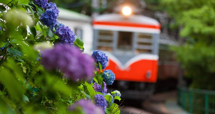 Zug, der durch einen üppigen Garten mit Blumen fährt.