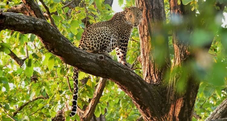 Leopard perched gracefully on a tree branch amid dense green leaves.
