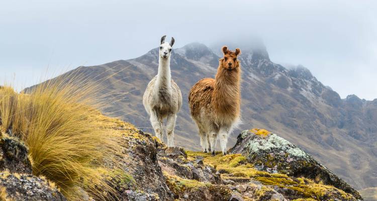 Een paar lama's die op een rotsachtige heuvel staan voor bergen