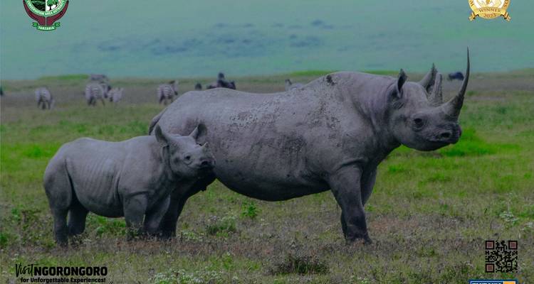 Rinoceronte con una cría en un campo de hierba con marca de agua.