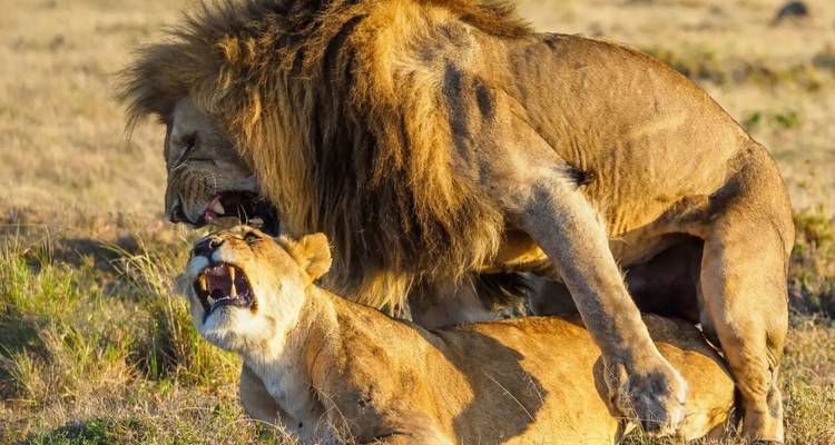 Macho y hembra de león rugiendo en la sabana.
