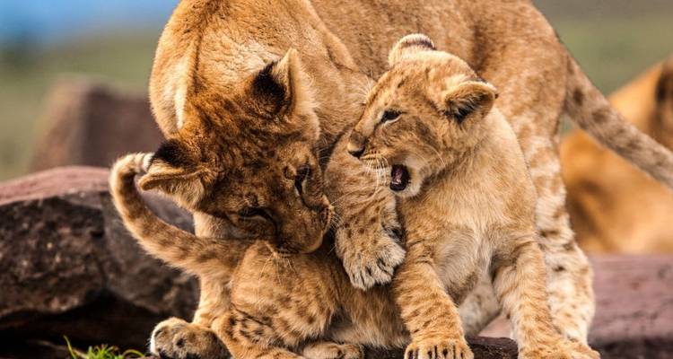 Dos cachorros de león interactuando de manera juguetona.