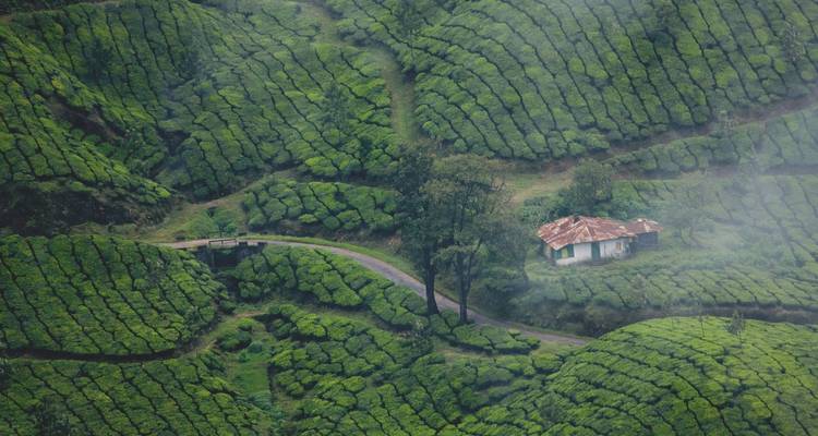 An isolated cottage nestles among neatly curved rows of emerald tea bushes seen from above.