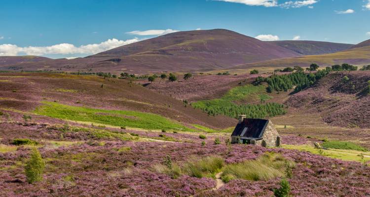 Weitläufiges Heidekrautland umgibt ein einsames Steinhaus mit sanften violetten Hügeln unter einem strahlend blauen Sommerhimmel in den Cairngorms.