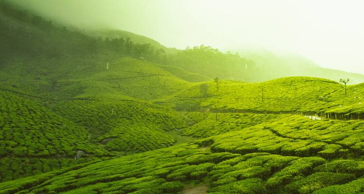 Vibrant green tea plantations rolling over misty hills in Munnar.