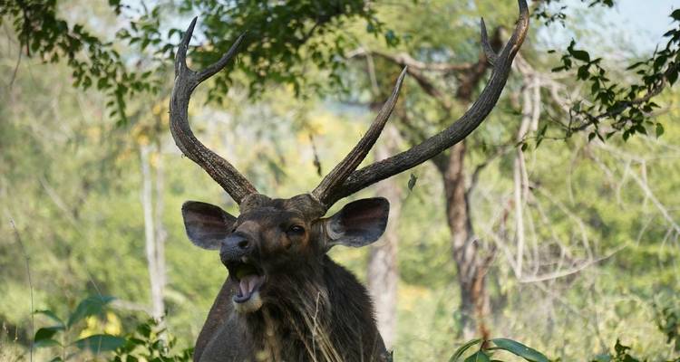 Ein Hirsch mit großem Geweih in einem bewaldeten Gebiet.
