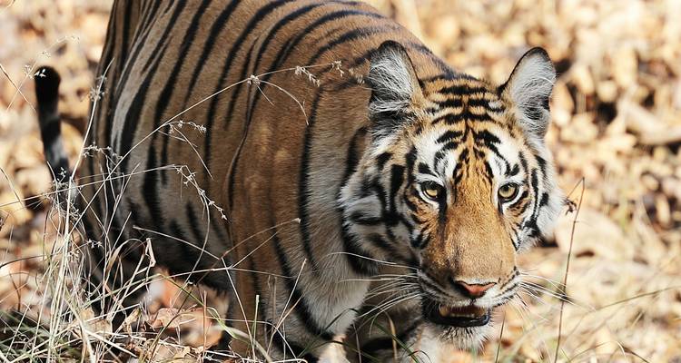 Nahaufnahme eines Tigers in seinem natürlichen Lebensraum mit trockenem Laub.