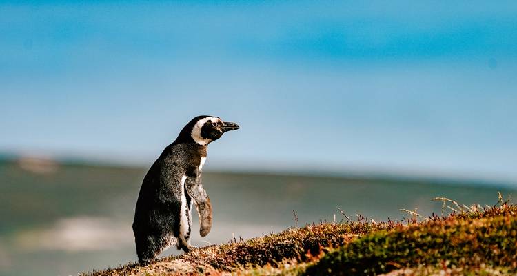 Un pingouin debout sur une colline herbeuse avec un arrière-plan aquatique flou.