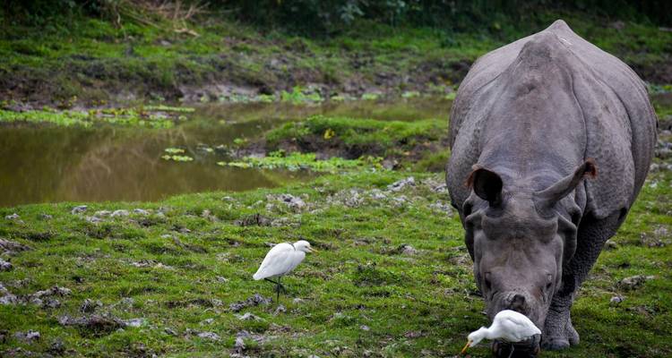 Een neushoorn die graast bij een kleine waterbron met vogels in de buurt.