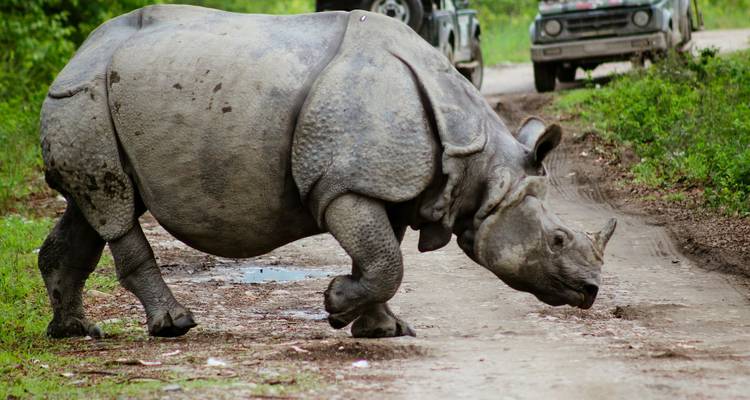 Een neushoorn die een zandweg oversteekt met voertuigen op de achtergrond.