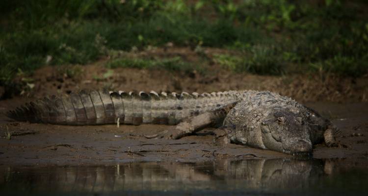 Een grote krokodil rustend op modderige grond naast stilstaand water, weerspiegeld in de vijver.