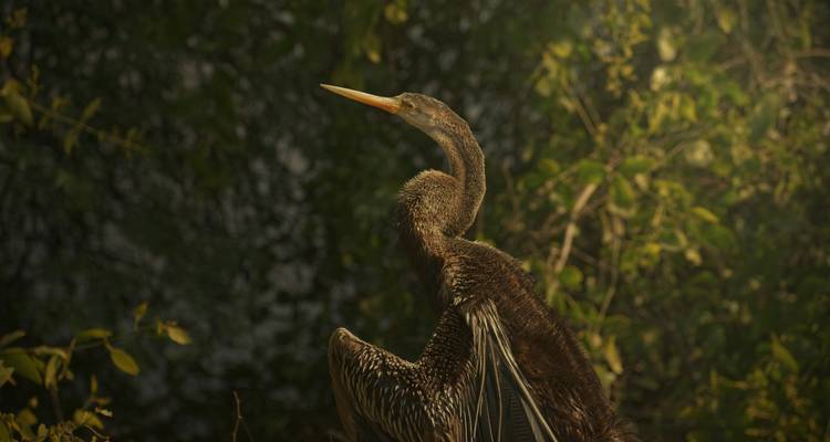 Een slangenhalsvogel strekt zijn lange nek omhoog terwijl hij zit tussen bladrijke takken in zacht licht.