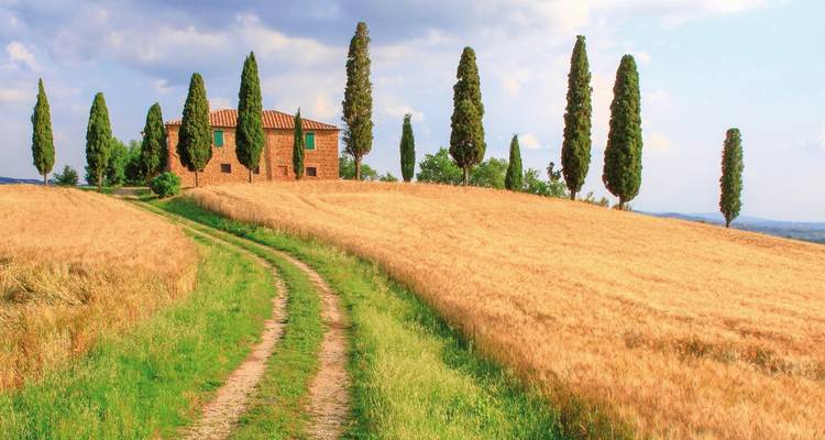 Golden wheat fields and cypress-lined farmhouse along a winding rural track under blue skies.