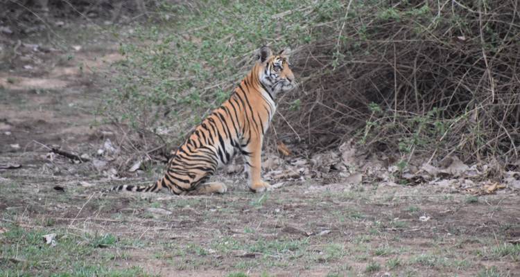 Young Bengal tiger sitting alert at the edge of scrubby forest vegetation.