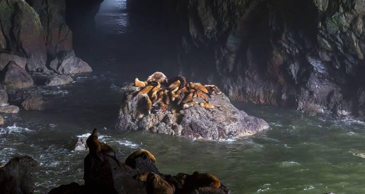 Interior de una cueva marina oscura rodeada de agua turbulenta, con rocas y lobos marinos descansando por todas partes.