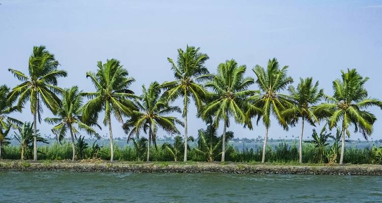 Rij palmbomen langs het water.