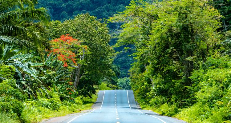 Straße umgeben von dichtem grünem Wald und Blumen.