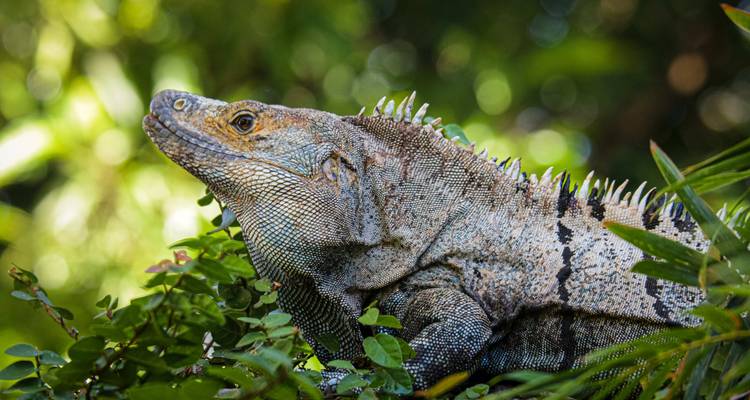 Nahaufnahme eines Leguans auf belaubten Ästen.