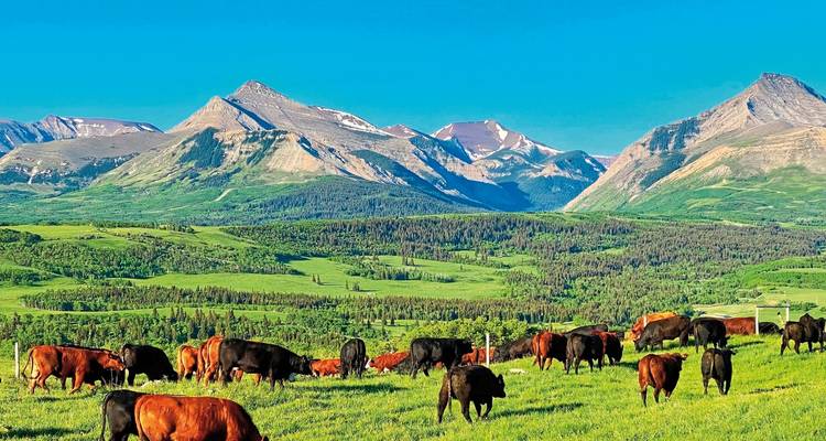 Cattle grazing in a field with mountains in the background.
