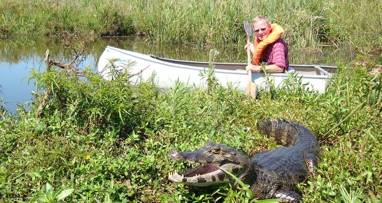 Persoon in een kano naast een alligator in dichte vegetatie.