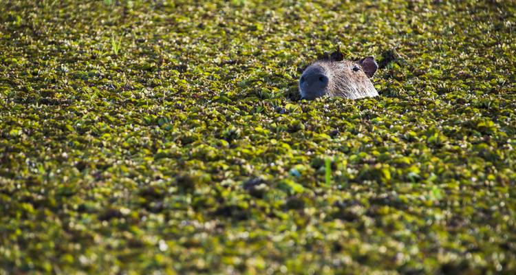 Capybara gedeeltelijk ondergedompeld in dichte watervegetatie.