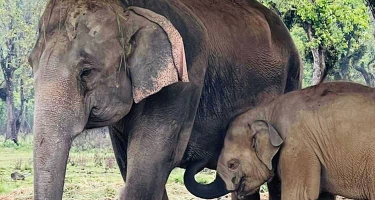 Mutter und Baby-Elefant in einer Waldumgebung.